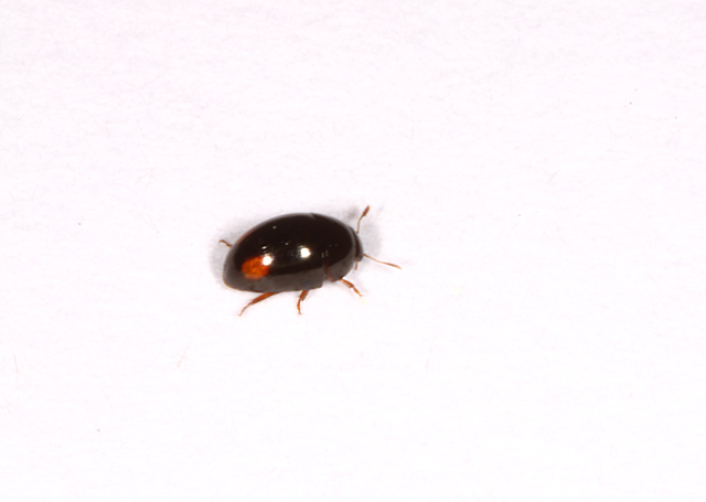 Olibrus bicolor - Copyright Denis Bourgeois